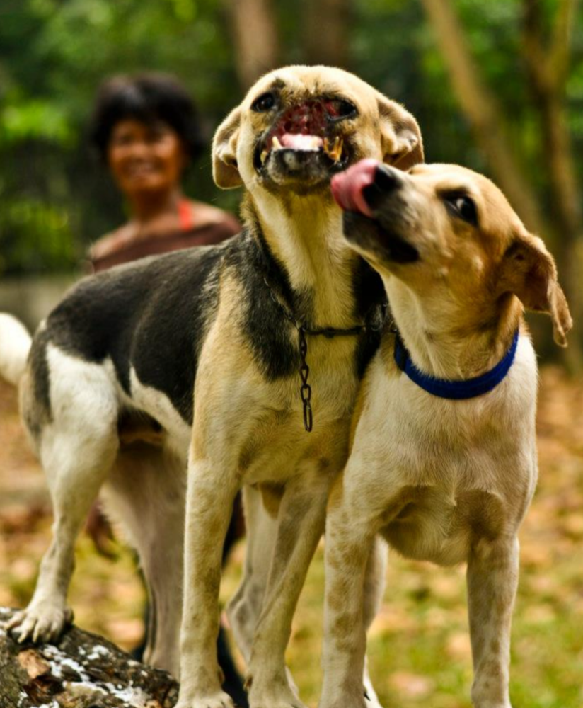 半张脸英雄狗狗离世……网友集体缅怀:它的事迹我们永远记得!