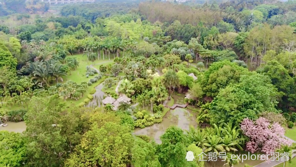 奇香的西雙版納熱帶植物園,馥郁的氣味之旅_騰訊新聞