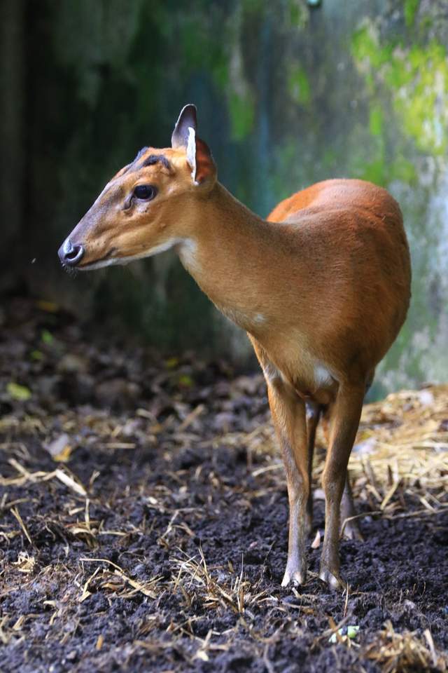享受"吃现成"的待遇,他喝着米酒,摸着火铳,心里想:战争年代,江西老俵