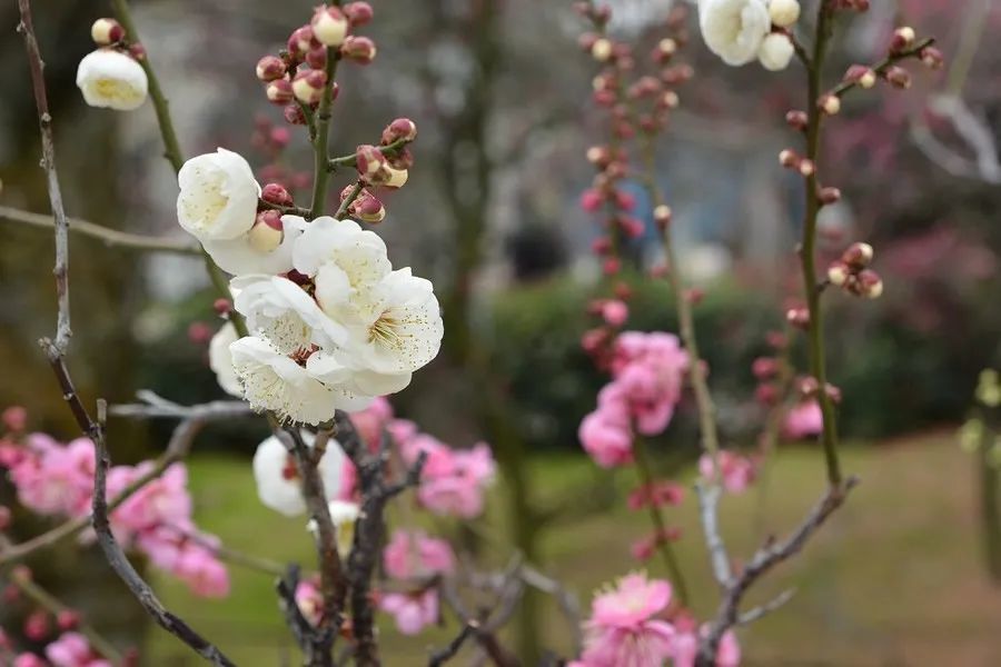 白羊座和金牛座一周运势 5月24日 5月30日 腾讯新闻
