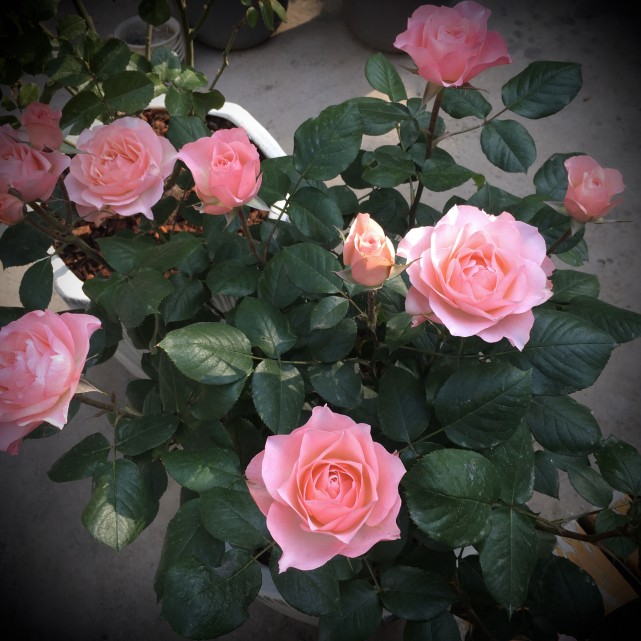 微型月季"永远的科莫",专为盆栽而生,阳台养一棵,四季有花看|盆栽|月