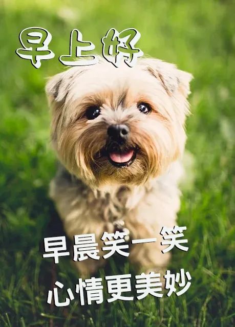 早上好问候语温馨句子 早上好祝福语