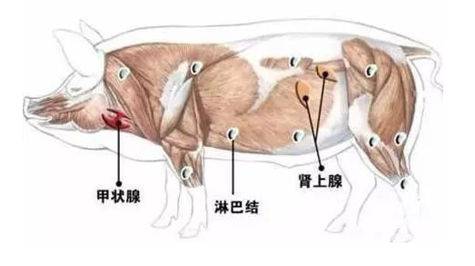 明日天气警惕猪身上最脏的3个部位很多人还把它当美味