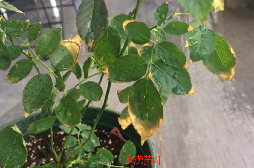 月季花常見的黃葉原因搭配圖片及相應處理方法很直觀