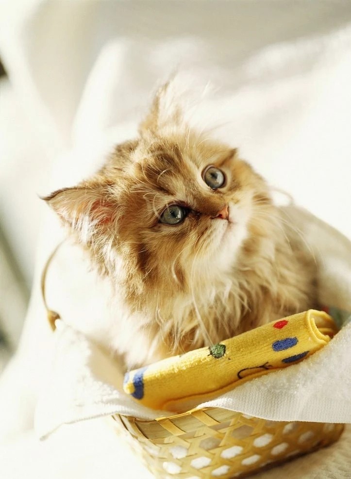 猫宫庄园猫咪的尿中带血是怎么一回事儿？_腾讯新闻
