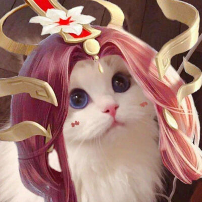 小猫咪能有什么坏心思王者猫咪头像法师篇