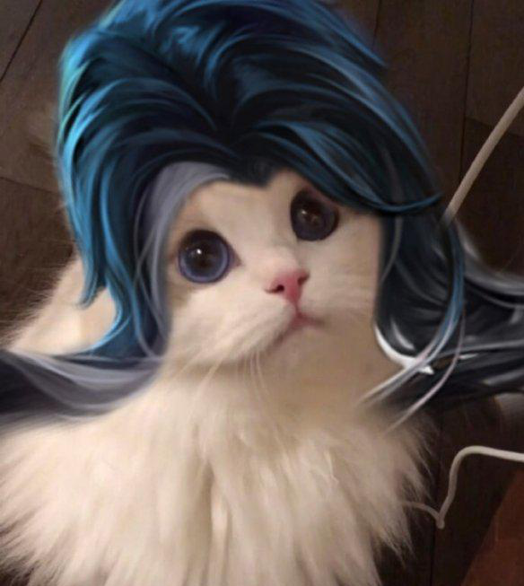 小猫咪能有什么坏心思王者猫咪头像法师篇