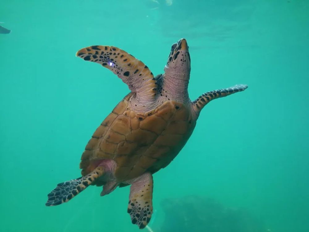 富饶的西沙群岛海龟图片