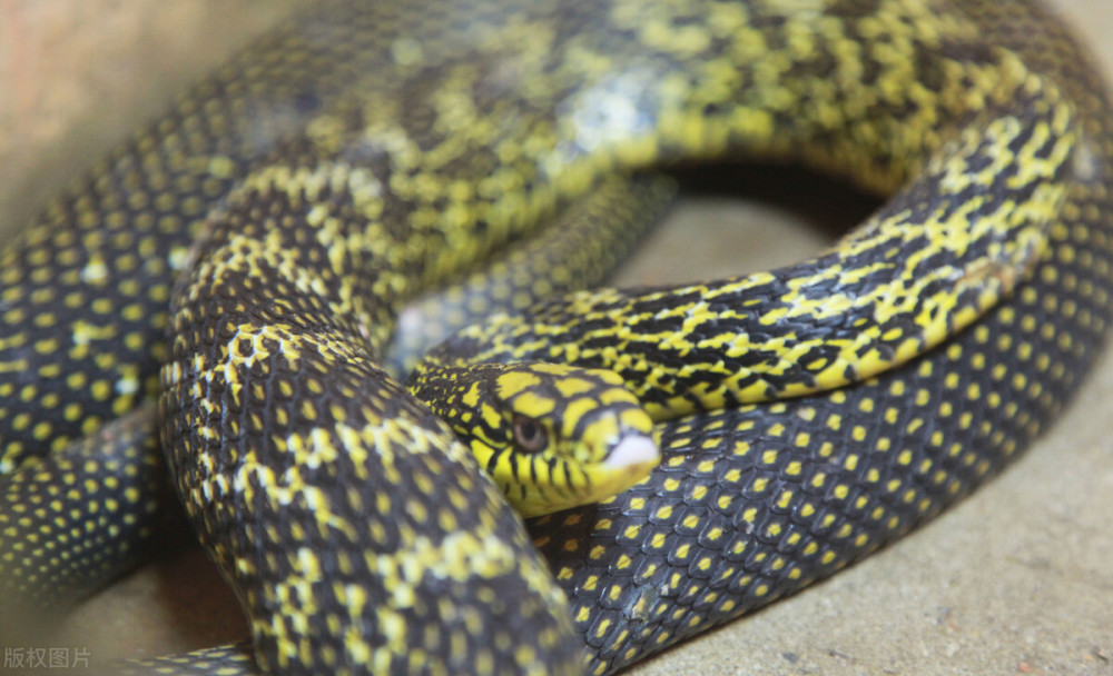 野生菜花蛇是我国的"三有保护动物",不允许擅自捕捉,收购,食用等.