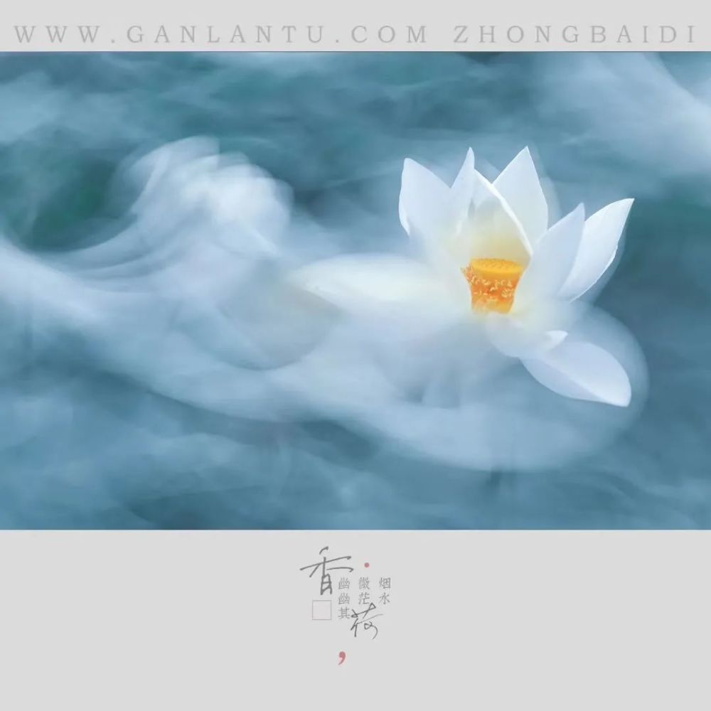 比如我之前拍摄的荷花说到摄影语言,我们有一个用慢门的手法营造虚静