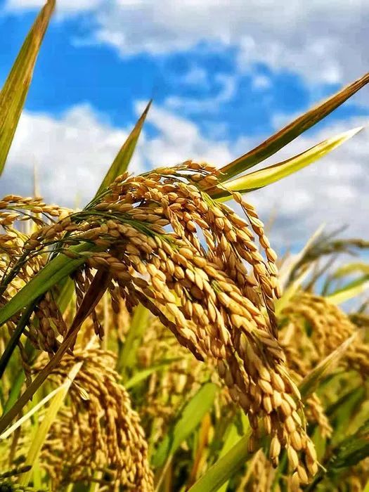 致敬袁隆平:妈妈,稻子熟了