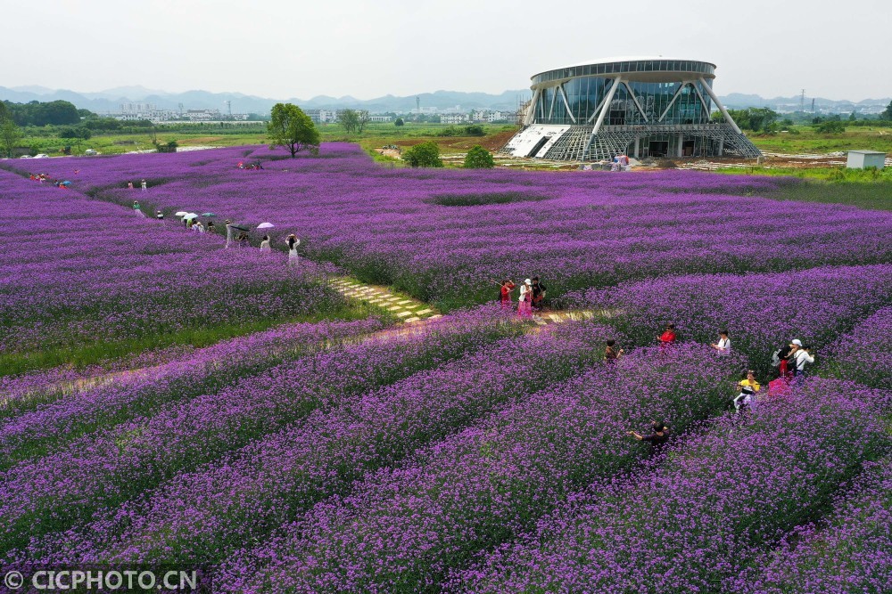 安徽黄山紫色花海醉游人