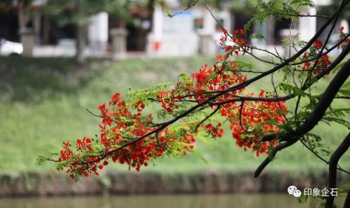 又是一年鳳凰花開季企石紅如約而至