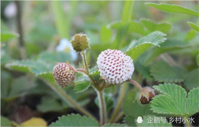 農村山上野生水果,有錢也很難買到,你吃過哪幾種?