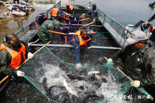 岩马水库水清鱼肥