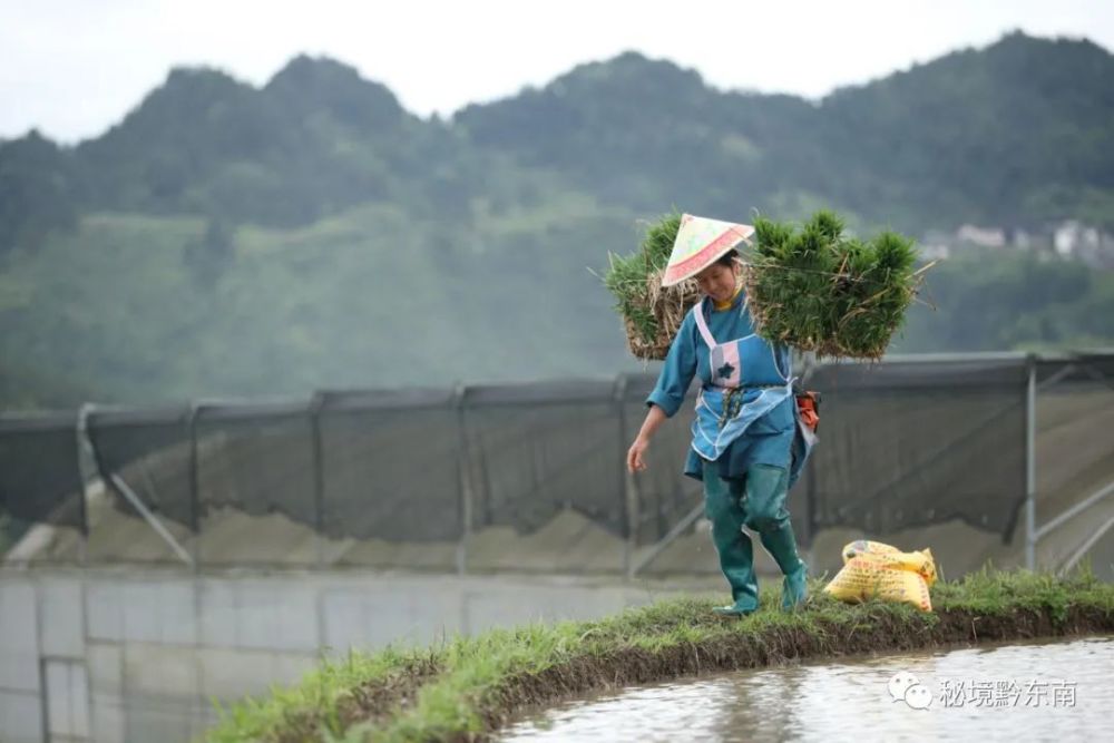 聚焦贵州丹寨苗寨初夏插秧忙农民丰收有保障
