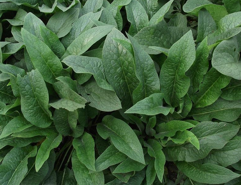 俄菜常年开花却不结种子每亩鲜草能达30吨能养几头猪