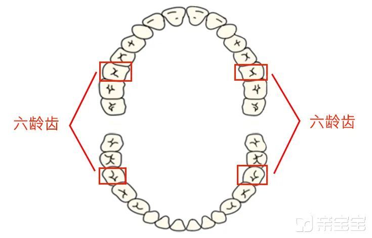 很多人习惯叫它"六龄齿,是因为它一般在孩子 6 岁时萌出