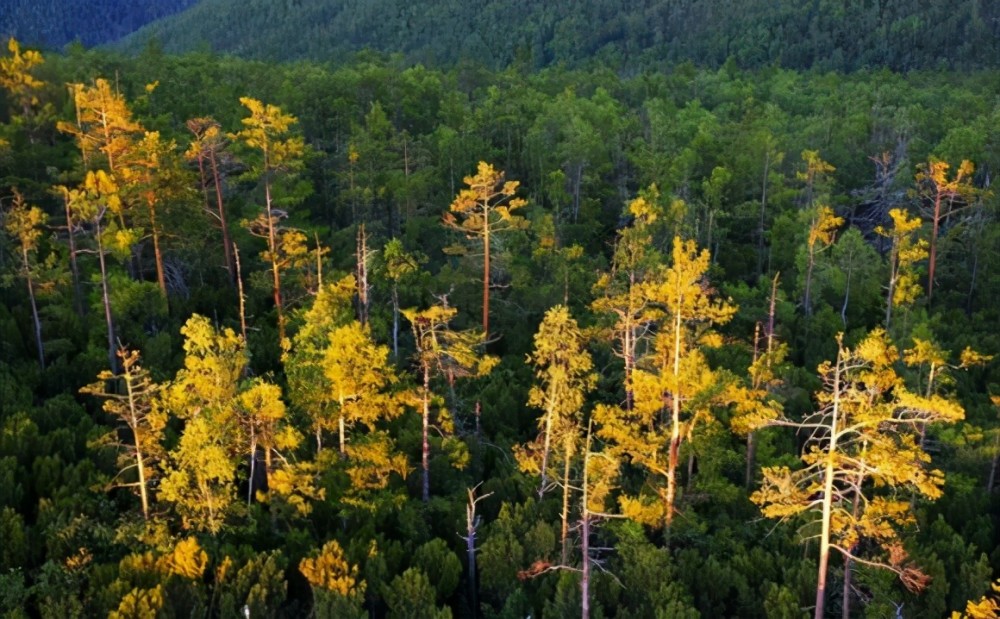 泰加,源于蒙古语,是一种以松林,云杉和落叶松组成的针叶林为特征的