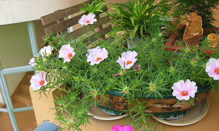 夏季养花,多仔细这3点,天热也能做到零伤亡