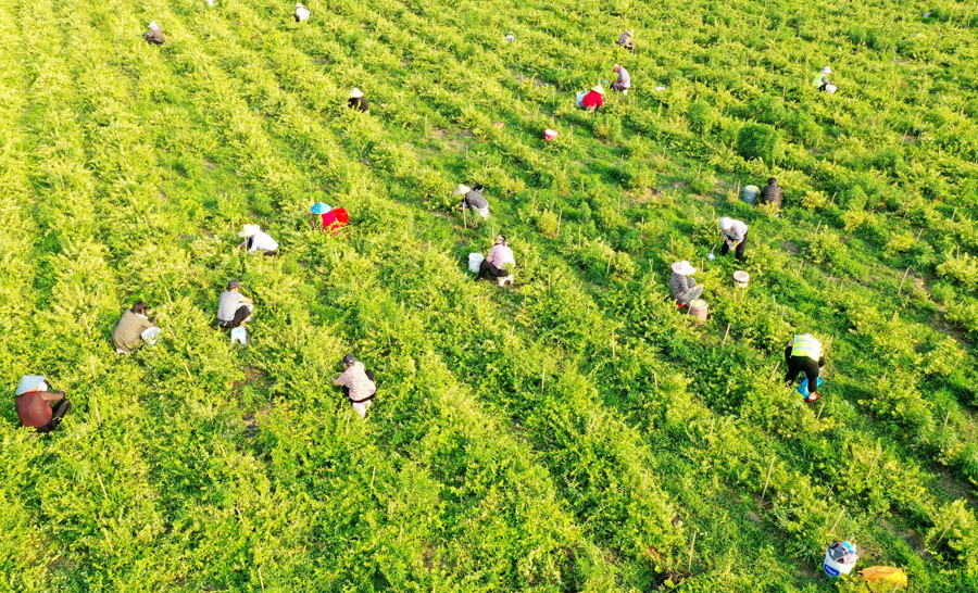 簇簇金银花散发着缕缕清香,井头村金银花种植基地150亩金银花次第开放