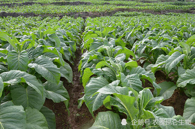 烟叶怎么种植能抗重茬?烟叶抗病增产用什么肥?烟叶怎么施肥抗重茬?
