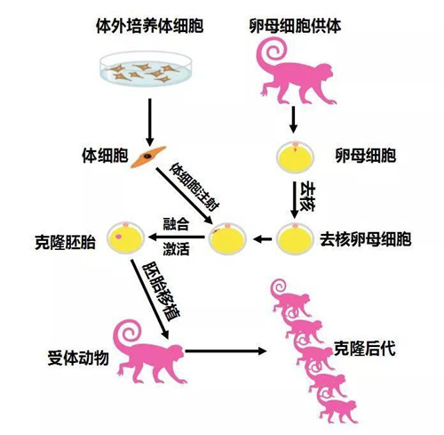 24年前就有了克隆羊,为啥没克隆人?看多莉羊的下场,你就知道了