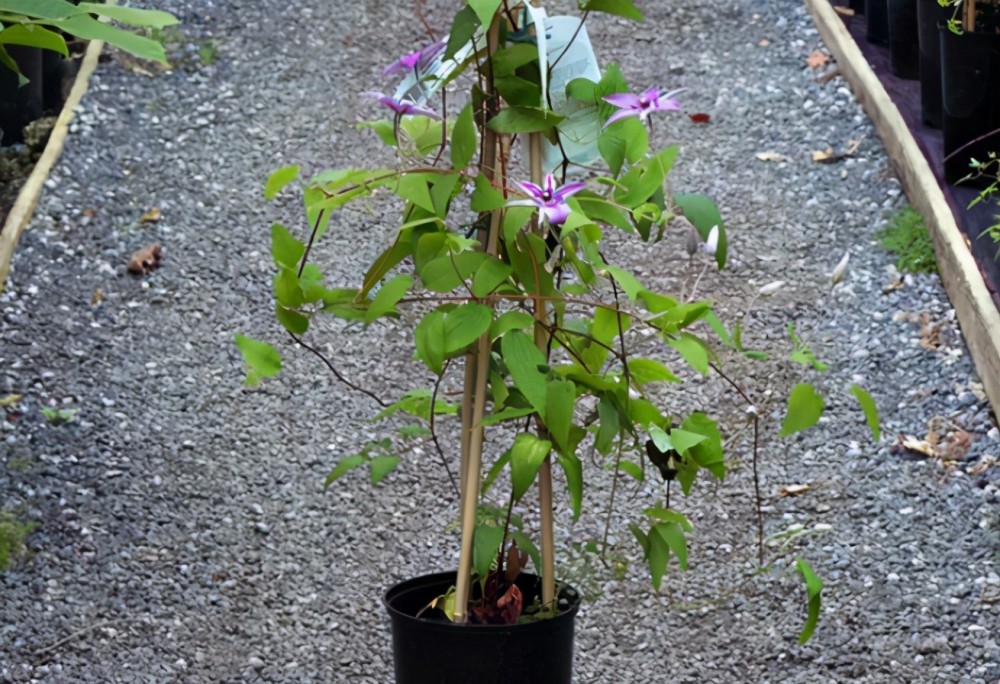 铁线莲太漂亮了日常维护好3点爬藤花开一簇又一簇