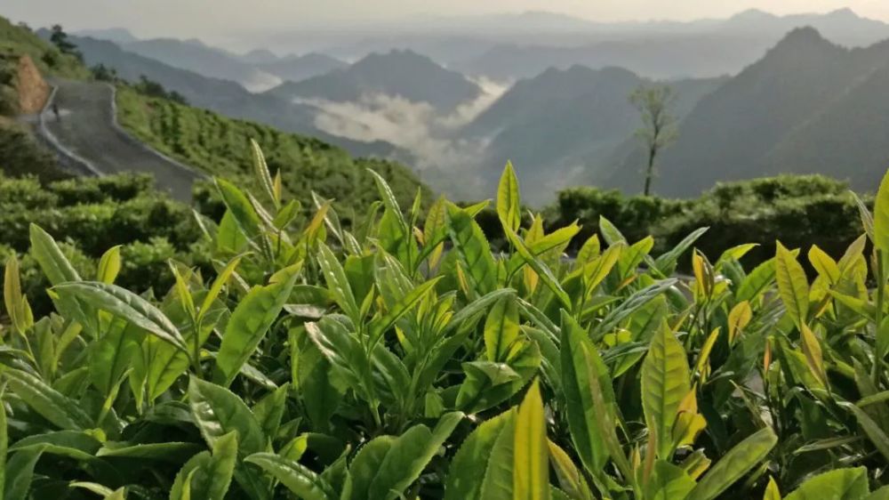 区域特色美丽茶乡参选茶乡展示湖南省古丈县