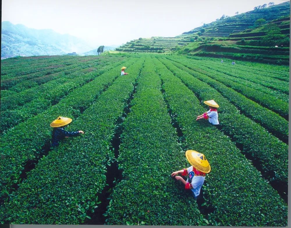 区域特色美丽茶乡参选茶乡展示湖南省古丈县