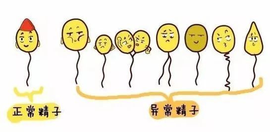 天伦医问答畸形精子率高会影响怀孕吗畸形精子症有哪些危害