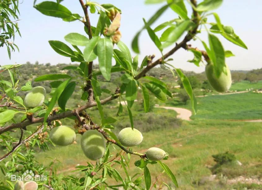 甄嬛传里一吃就中毒的苦杏仁,咋还在我们的餐桌上?_腾讯新闻