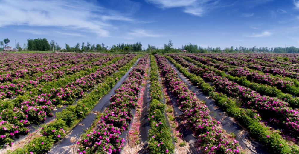 夏游洋河,邂逅一路芬芳