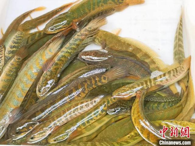 阳光斑:广东侨乡台山人烹汤的"水中小霸王"