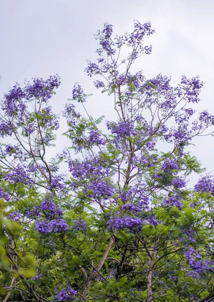 川北医学院蓝花楹照片图片