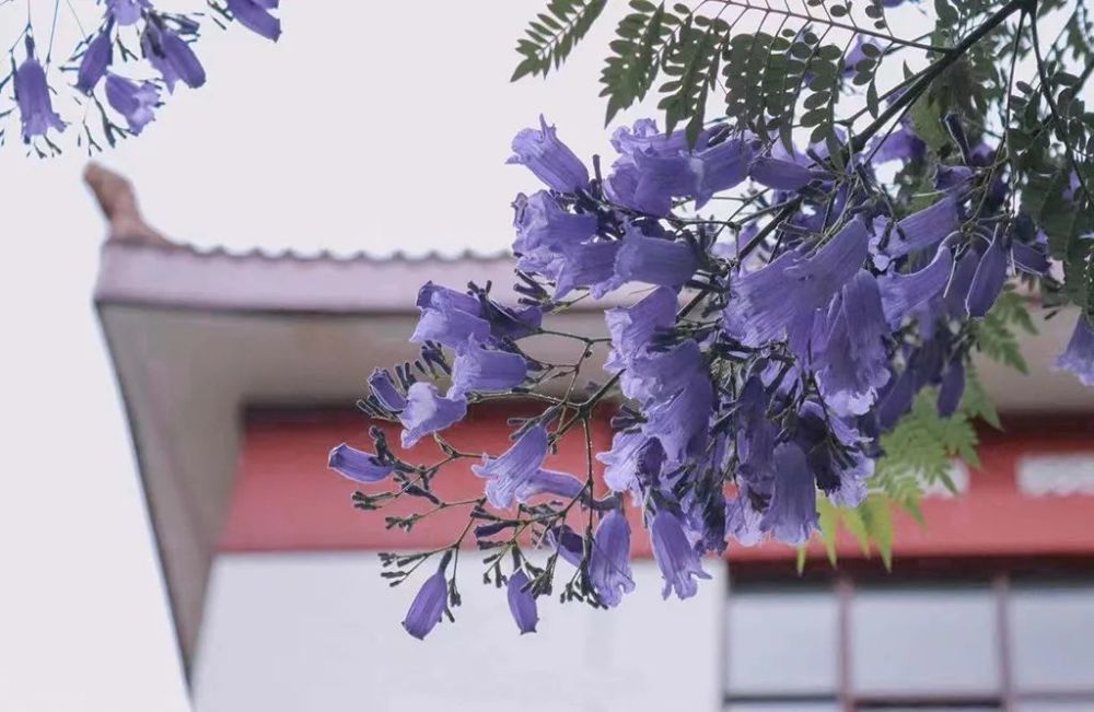 川北医学院蓝花楹图片