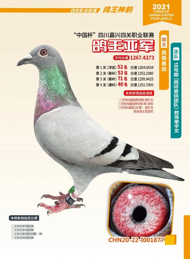 四川嘉兴2021年春季获奖鸽前十欣赏川中悍将鸽王总冠军