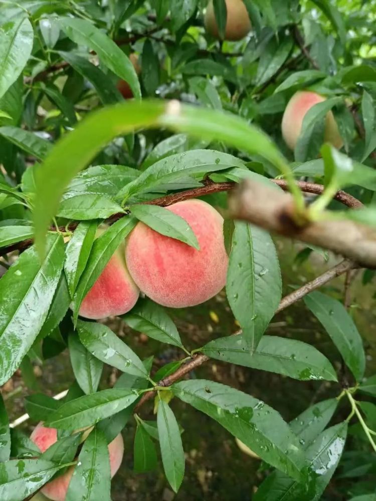 這裡的水蜜桃等你愛心採摘!