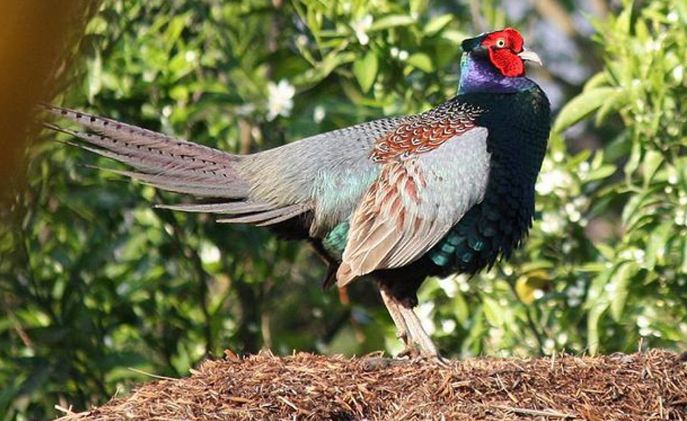 当国鸟,日本的是绿雉,那中国的国鸟是什么?