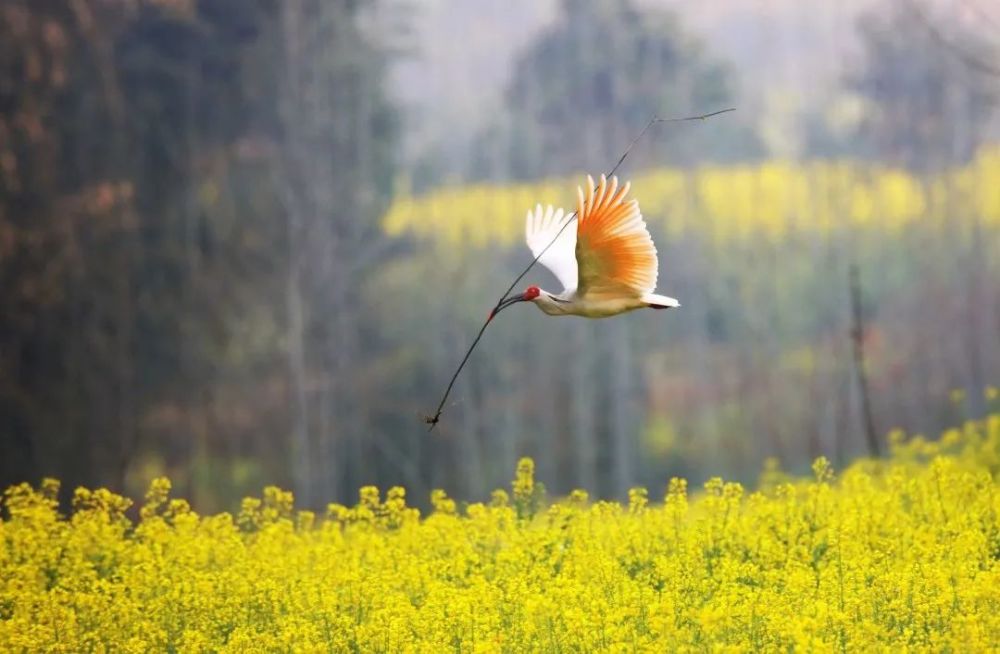朱鹮从洋县走出的友好使者