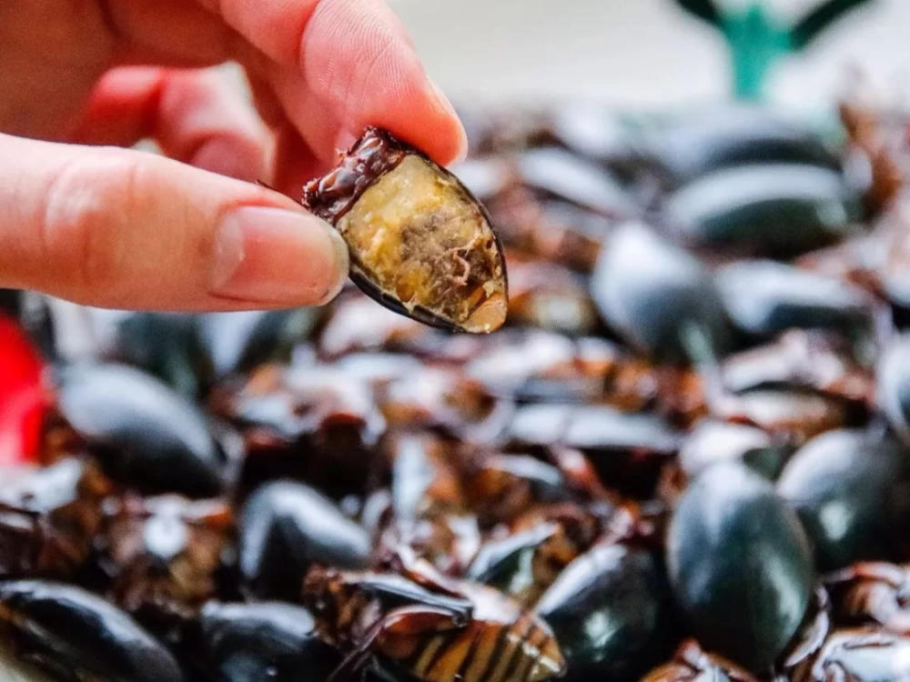『桂花蝉』会给你对虫子的固有印象带来冲击桂花蝉叫大田鳖,因长得像