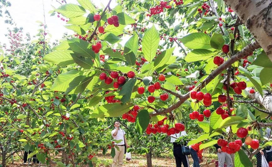 河南新安小樱桃映红致富路