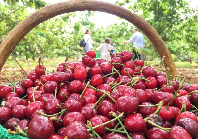 河南新安小樱桃映红致富路