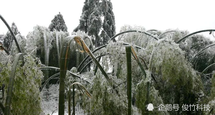 被雪压塌的竹子电工冒着寒冷清理电线塔雪灾其实这个是我直观能感受到