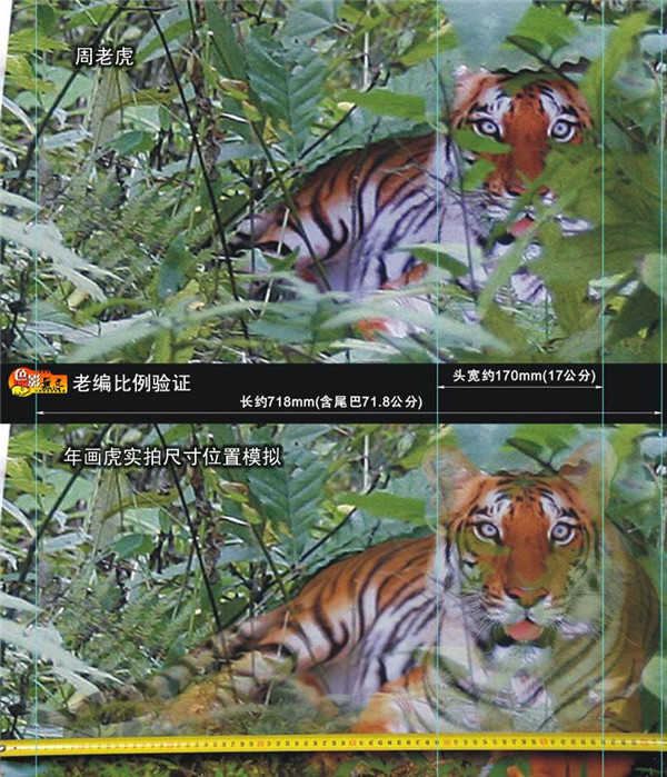 华南虎事件主角周正龙用假虎照骗取2万元奖励现在如何了