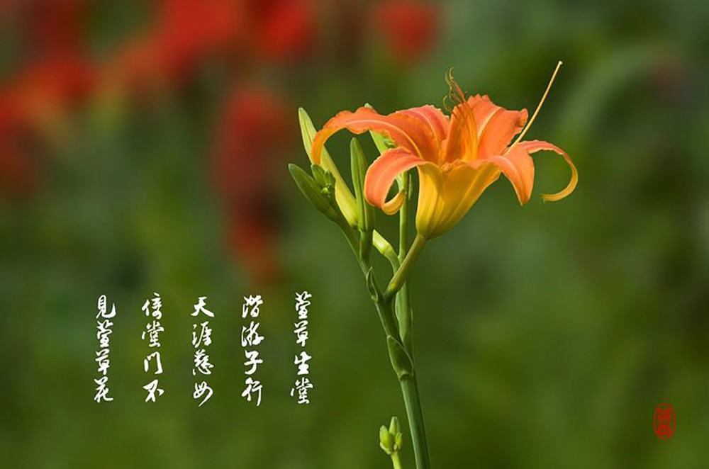 观赏不输芍药,食之犹如山珍,你知道萱草的象征意义吗?