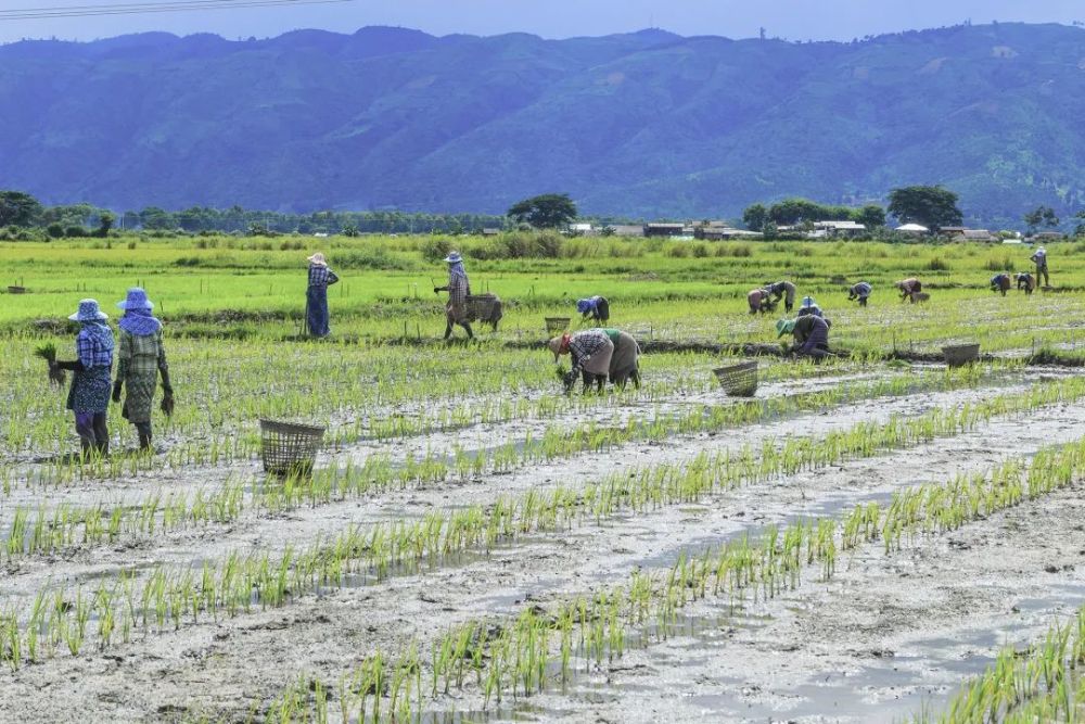 杂交水稻如何改变中国与世界