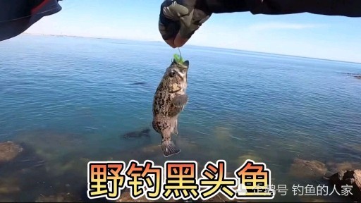 乱石堆野钓黑头鱼石头缝用路亚t尾作钓这个钓鱼绝招很少人懂