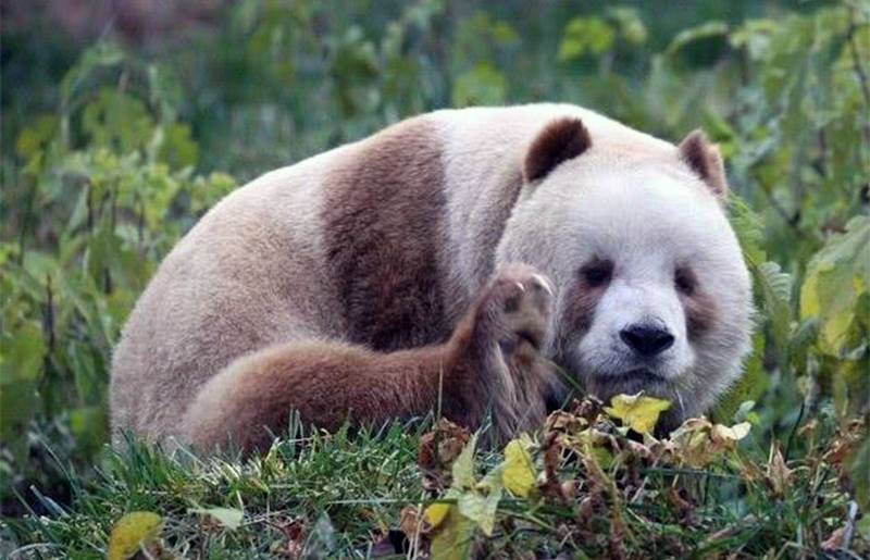 秦岭四宝科学公园5月28日开园,不出西安,楼观就能看珍奇动物