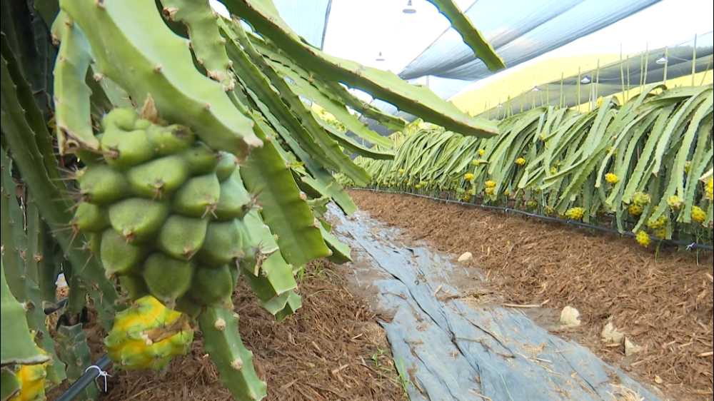 燕窝果的种植条件要求严苛,需要充足的阳光,而三亚市天涯区台楼村委会